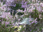 FZ020333 Dew on spiderwebs in heather (Calluna vulgaris).jpg